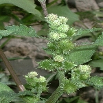 Domuz Pıtrağı Otu Nedir?