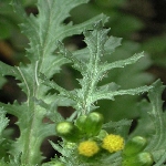 İmam Kavuğu (Adi Kanarya Otu) Nedir? (Senecio Vulgaris)