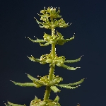 Yapışkan Otu Nedir?