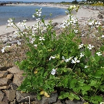 Yabani Turp Otu Nedir?