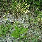 Yabani Turp Nedir? (Raphanus Raphanistrum)