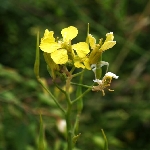 Yabani Turp Nedir? (Raphanus Raphanistrum)
