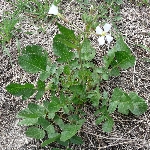 Yabani Turp Nedir? (Raphanus Raphanistrum)