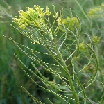 Uzun Süpürge Otu Nedir? (Descurainia Sophia) Uzun Süpürge Otu Nedir? (Descurainia Sophia)