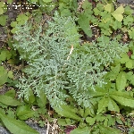 Uzun Süpürge Otu Nedir? (Descurainia Sophia) Uzun Süpürge Otu Nedir? (Descurainia Sophia)