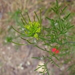 Uzun Süpürge Otu Nedir? (Descurainia Sophia) Uzun Süpürge Otu Nedir? (Descurainia Sophia)