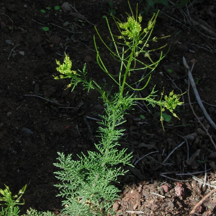 Uzun Süpürge Otu Nedir? (Descurainia Sophia) Uzun Süpürge Otu Nedir? (Descurainia Sophia)