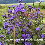 Sığır Dili Otu Nedir? (Anchusa Azurea)