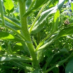 Sığır Dili Otu Nedir? (Anchusa Azurea)