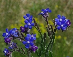 Sığır Dili Otu Nedir? (Anchusa Azurea)
