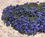 Sığır Dili Otu Nedir? (Anchusa Azurea)
