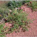 Horoz İbiği Otu Nedir?