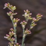 Süpürge Otu (Polygonum Bellardii) Nedir? Özellikleri Ve Yetişme Alanı