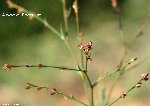 Süpürge Otu (Polygonum Bellardii) Nedir? Özellikleri Ve Yetişme Alanı
