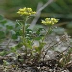 Kuduz Otu Nedir? Özellikleri, Yetiştiği Yerler Ve Faydaları Kuduz Otu Nedir? Özellikleri, Yetiştiği Yerler Ve Faydaları