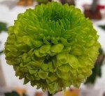 Yabani Krizantem (Kasımpatı) Nedir? Özellikleri Ve Kullanım Alanları