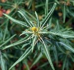 Büyük Pıtrak Nedir?