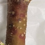 San Jose Kabuklu Biti Nedir? Zararları Ve Mücadele Yöntemleri