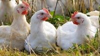 Yerli Tavuk Irkları Ve Avantajları