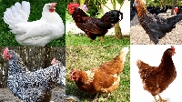 Tavuklar Ne Yer? Doğru Beslenme Rehberi