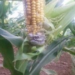 Mısır Rastığı Hastalığı Belirtileri, Nedenleri Ve Mücadele Yöntemleri Mısır Rastığı Hastalığı Belirtileri, Nedenleri Ve Mücadele Yöntemleri