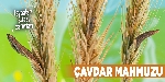 Çavdar Mahmuzu Faydaları Ve Zararları Nelerdir?