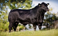 Aberdeen Angus Sığırı Et Verimi Ve Diğer Özellikleri