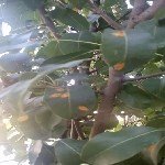 Armut Memeli Pas Hastalığı (Gymnosporangium Sabinae)