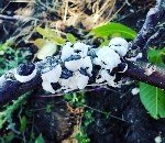 Torbalı Koşnil Nedir? Zararları Ve Mücadele Yöntemleri