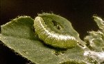 Yonca Hortumlu Böceği Nedir? Zararları Ve Mücadele Yöntemleri