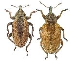 Yonca Hortumlu Böceği Nedir? Zararları Ve Mücadele Yöntemleri