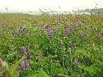 Kuş Fiği (Vicia Cracca) Nedir? Özellikleri Ve Kullanım Alanları