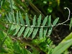 Kuş Fiği (Vicia Cracca) Nedir? Özellikleri Ve Kullanım Alanları