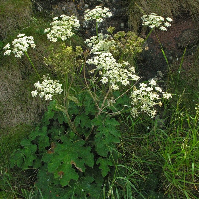 Çayır Tavşancıl Otu (Antennaria Dioica) Nedir? Özellikleri Çayır Tavşancıl Otu (Antennaria Dioica) Nedir? Özellikleri