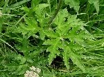 Çayır Tavşancıl Otu (Antennaria Dioica) Nedir? Özellikleri