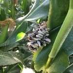 Mısır Rastığı Hastalığı Belirtileri, Nedenleri Ve Mücadele Yöntemleri Mısır Rastığı Hastalığı Belirtileri, Nedenleri Ve Mücadele Yöntemleri