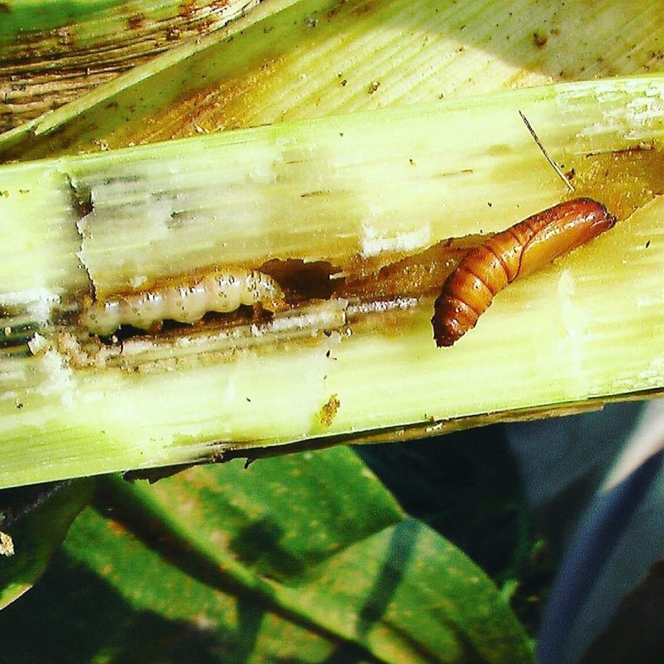 Mısır Koçan Kurdu Nedir? Zararları Ve Mücadele Yöntemleri