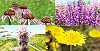 Tıbbi Ve Aromatik Bitkiler