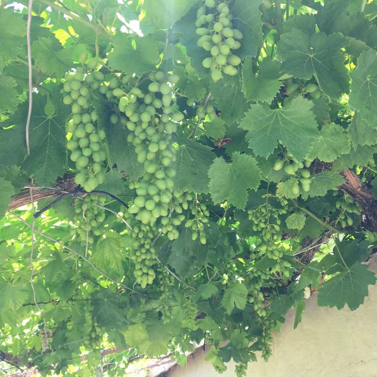 Üzüm Yetiştiriciliği Nasıl Yapılır? Üzüm Yetiştiriciliği Nasıl Yapılır?