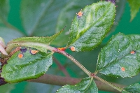 Gül Mildiyösü (Downy Mildew Of Rose)