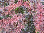 Kadın Tuzluğu (Berberis) Yetiştiriciliği Püf Noktaları Nelerdir?