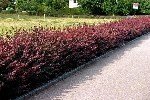 Kadın Tuzluğu (Berberis) Yetiştiriciliği Püf Noktaları Nelerdir?