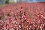 Kadın Tuzluğu (Berberis) Yetiştiriciliği Püf Noktaları Nelerdir?