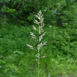 Kuş Otu (Tilki Kuyruğu) Nedir? (Phalaris Spp.)