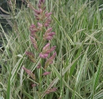 Kuş Otu Nedir? Kuş Otu Nedir?