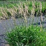 Kuş Otu Nedir? Kuş Otu Nedir?