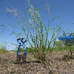 Baraj Otu Nedir? (Diplachne Fusca)