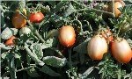Bitkide Güneş Yanıklığı Mücadelesi Nasıl Yapılır?