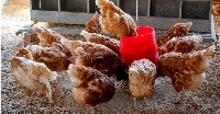 Yumurta Verimini Artıran Yem Katkıları