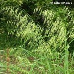 Avena Sterilis (Kısır Yabani Yulaf, Şifan)